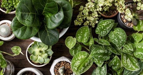 types-of-plants.jpg