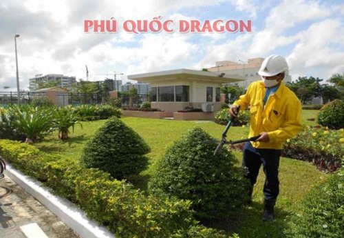 hình ảnh cắt tỉa cây.jpg