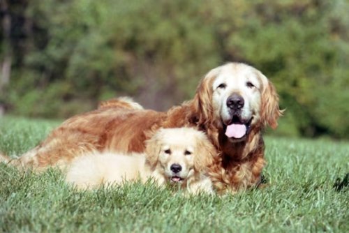 cac-benh-di-truyen-thuong-gap-o-golden-retriever-ung-thu-di-tat-khop-2.jpg