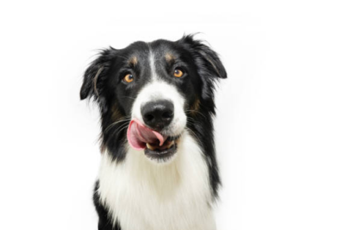 loi-khuyen-tu-chuyen-gia-ve-cach-huan-luyen-border-collie-hieu-qua-va-tich-cuc-2.png