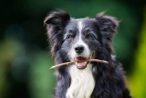 cac-phuong-phap-toi-uu-trong-viec-cham-soc-va-huan-luyen-border-collie.jpg