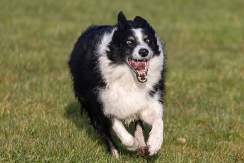 Border Collie 2.jpg