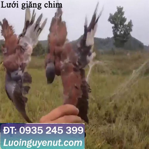 luoi-giang-chim-2.jpg
