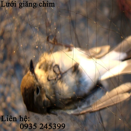 luoi-giang-chim-3.png