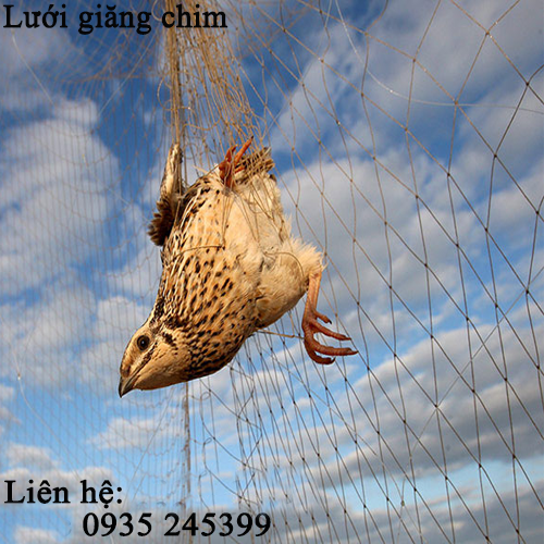 luoi-giang-chim-5.png