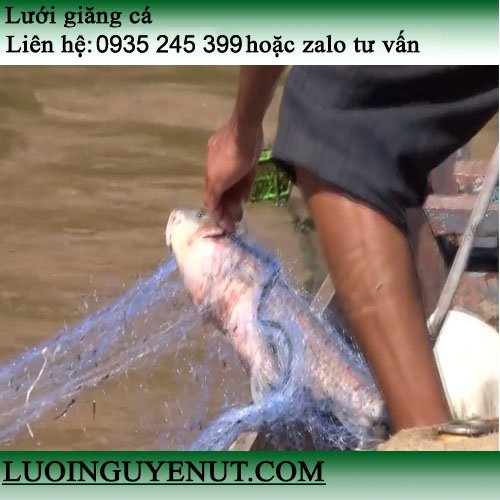 luoi-giang-ca-lon-2.jpg