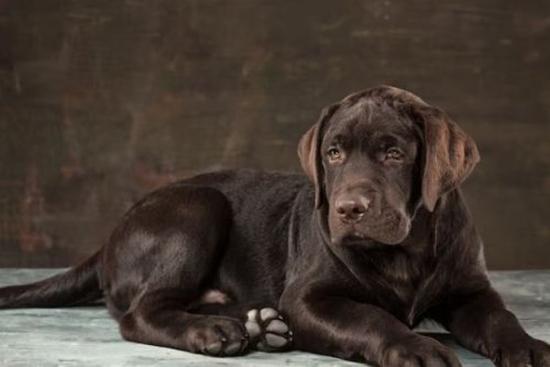 labrado 8.jpg