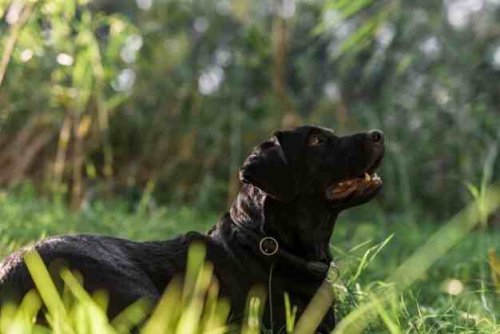 Labrador 20.jpg