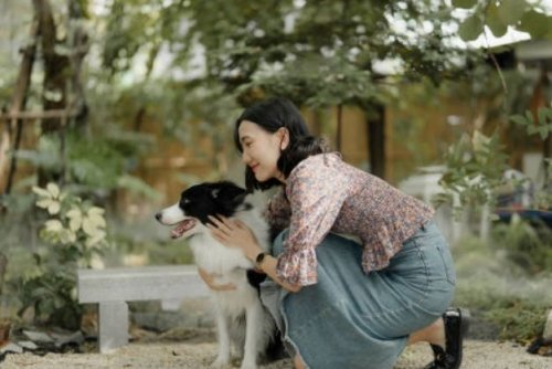 Border Collie 22.jpg