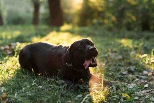 Labrador 19.jpg