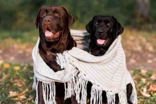 Labrador 15.jpg