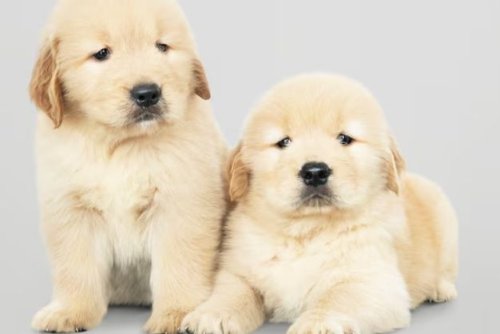 Golden Retriever 7.jpg