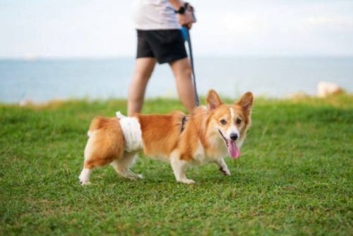 Corgi 13.jpg