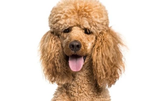 Poodle 2.jpg
