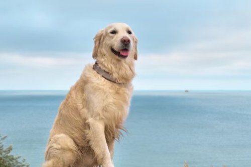 Golden Retriever 9.jpg