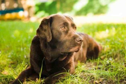 Labrador 13.jpg