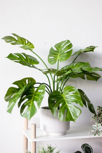 Cây monstera giả để bàn.jpg