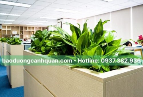 cây xanh.jpg