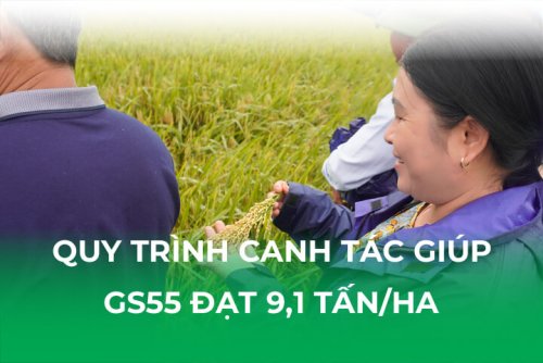 quy-trinh-gs55-yen-dinh-25725.jpg