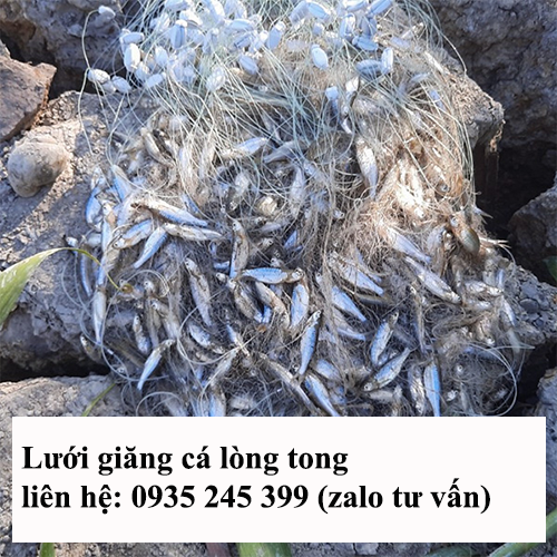 luoi-giang-cá-long-tong.png