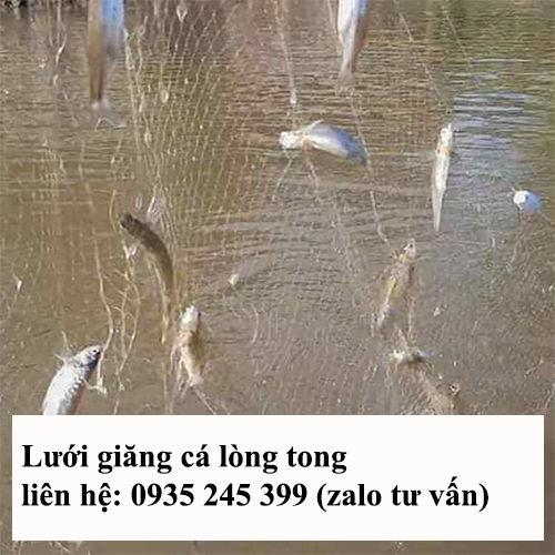 luoi-giang-cá-long-tong-1.png