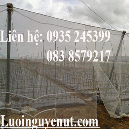luoi-trong-rau-luoi-che-con-trung-luoi-vi-tinh-.png