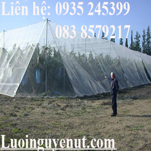 luoi-trong-rau-luoi-che-con-trung-luoi-vi-tinh-1.png