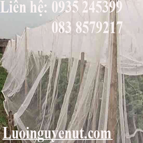 luoi-trong-rau-luoi-che-con-trung-luoi-vi-tinh-3.png