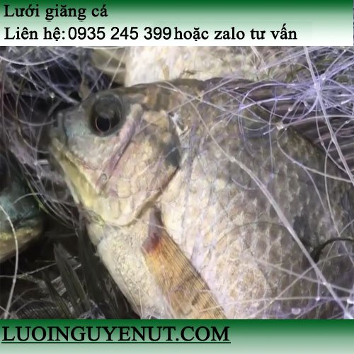 luoi-giang-ca-lon-luoinguyenut (2).jpg