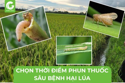 sau-benh-hai-lua-9.jpg