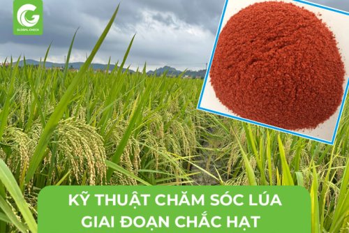 lua-chac-hat-17.jpg