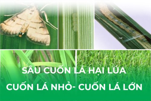 sau-cuon-la-23925.jpg