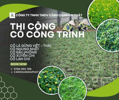 thi công cỏ công trình 230226 1.jpg