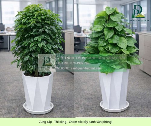 Cung cấp thi công chăm sóc cây xanh văn phòng 060326 1.jpg