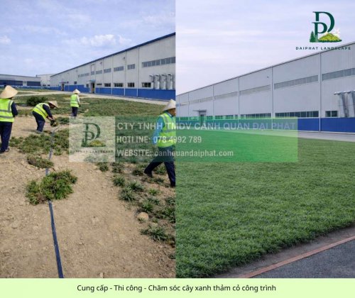Cung cấp thi công chăm sóc cây xanh thảm cỏ công trình Đồng Nai  070326 1.jpg