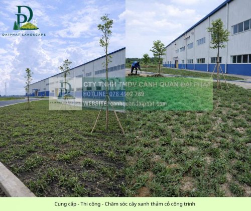 Cung cấp thi công chăm sóc cây xanh thảm cỏ công trình Đồng Nai  070326 2.jpg