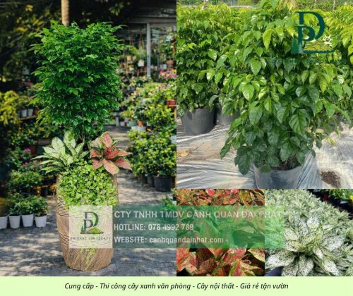 Cung cấp thi công chăm sóc cây xanh văn phòng  120326 5.jpg