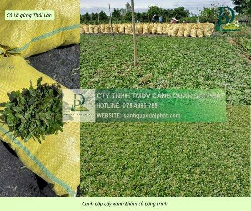 Cung cấp thi công chăm sóc cây xanh thảm cỏ công trình Đồng Nai  220326 5.jpg