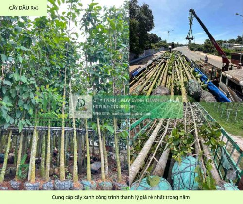 cung cấp cây xanh công trình giả rẻ nhất đồng nai 3.jpg