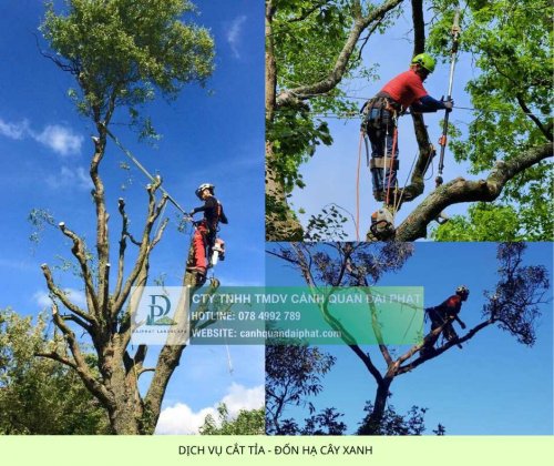 2. Dịch vụ cắt tỉa đốn hạ cây xanh 4.jpg